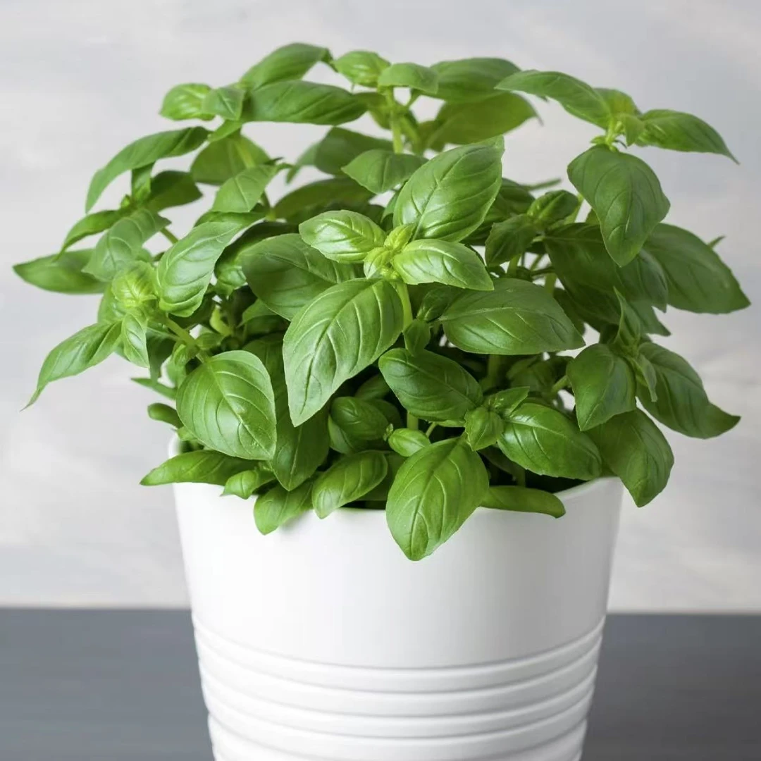 【罗勒】耐热耐寒多年生好看好闻好吃厨房盆栽趣味蔬菜