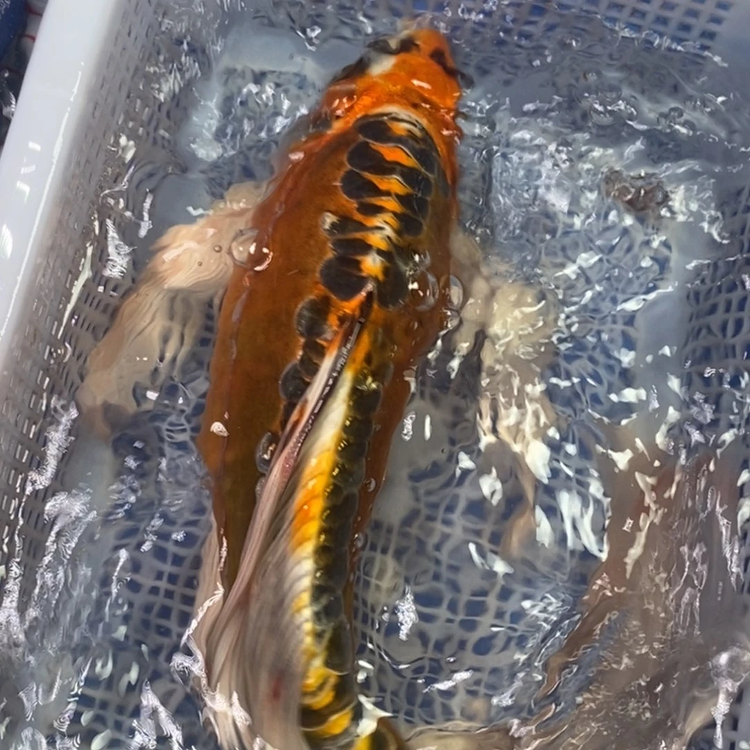 锦鲤冷水锦鲤包邮