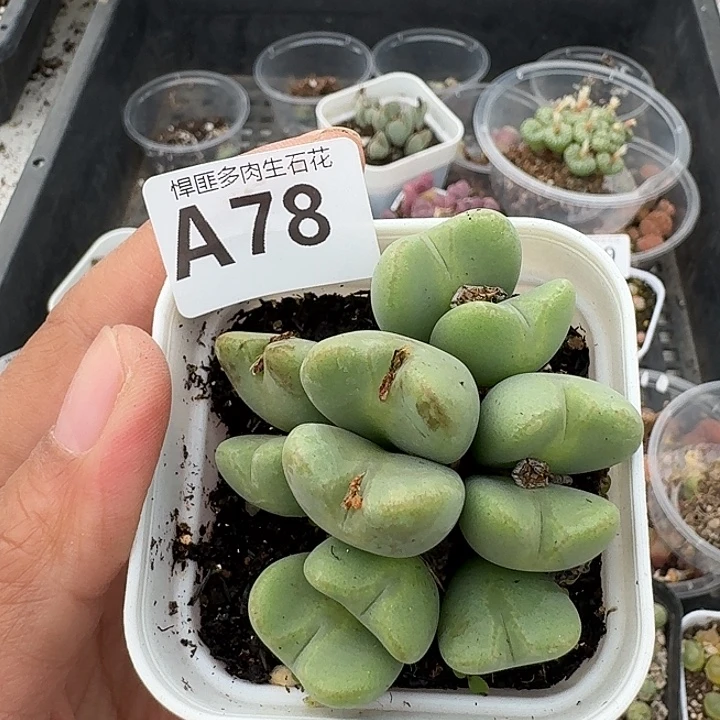 78多肉植物多肉植物