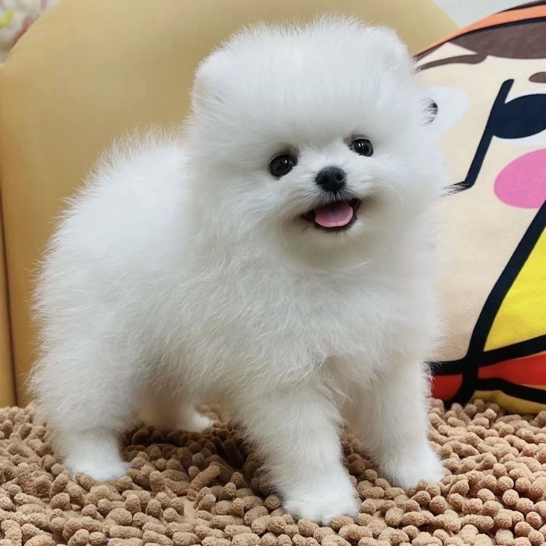 博美幼犬茶杯犬长不大俊介小型犬可爱家养