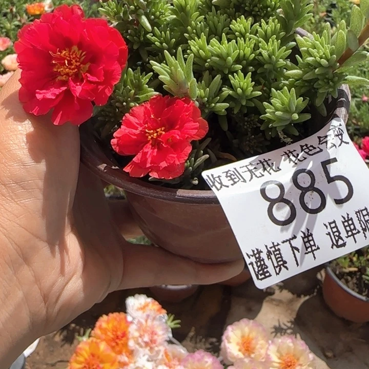 全部花朵885超小苗盆口10cm