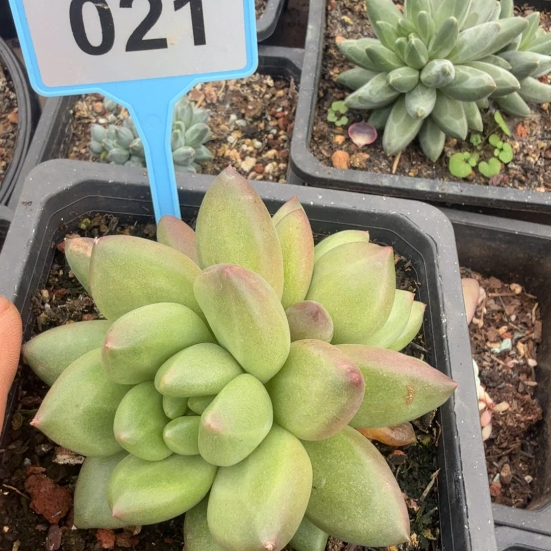 米其林一物一拍021