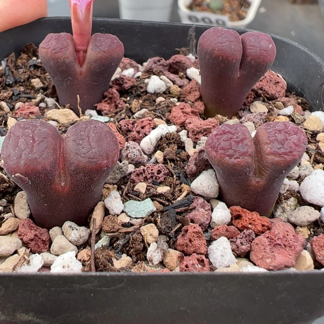 11.9好看的多肉脱土发货947高腿