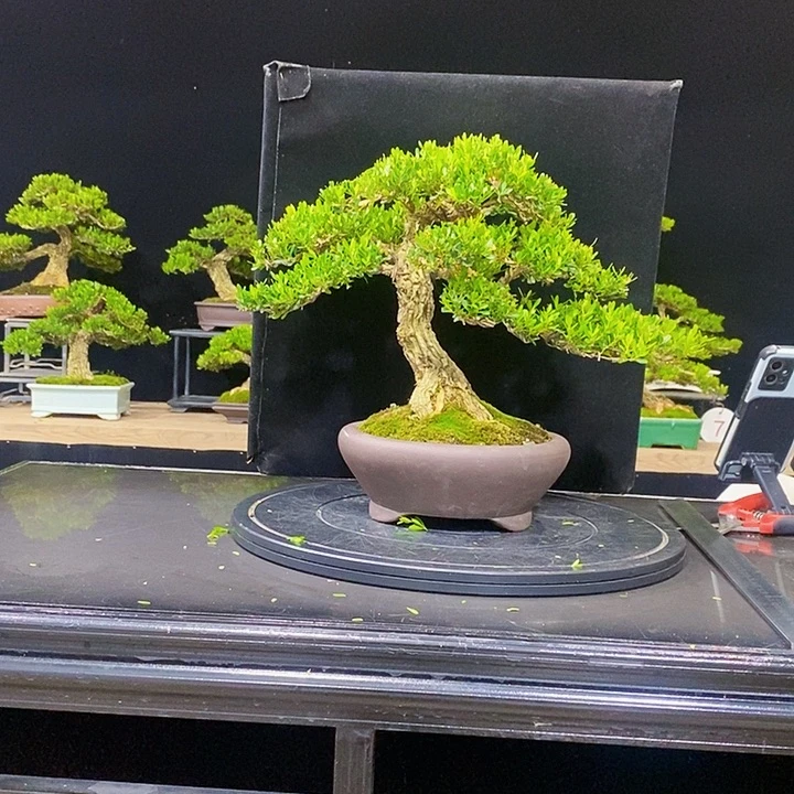 无花朵黄杨盆景四季常青不落叶