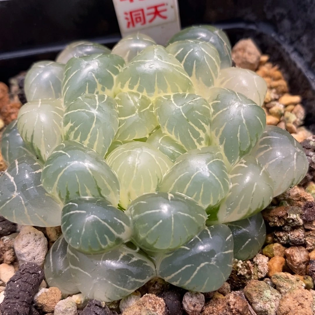 439糊斑湖水玉露锦一物一拍