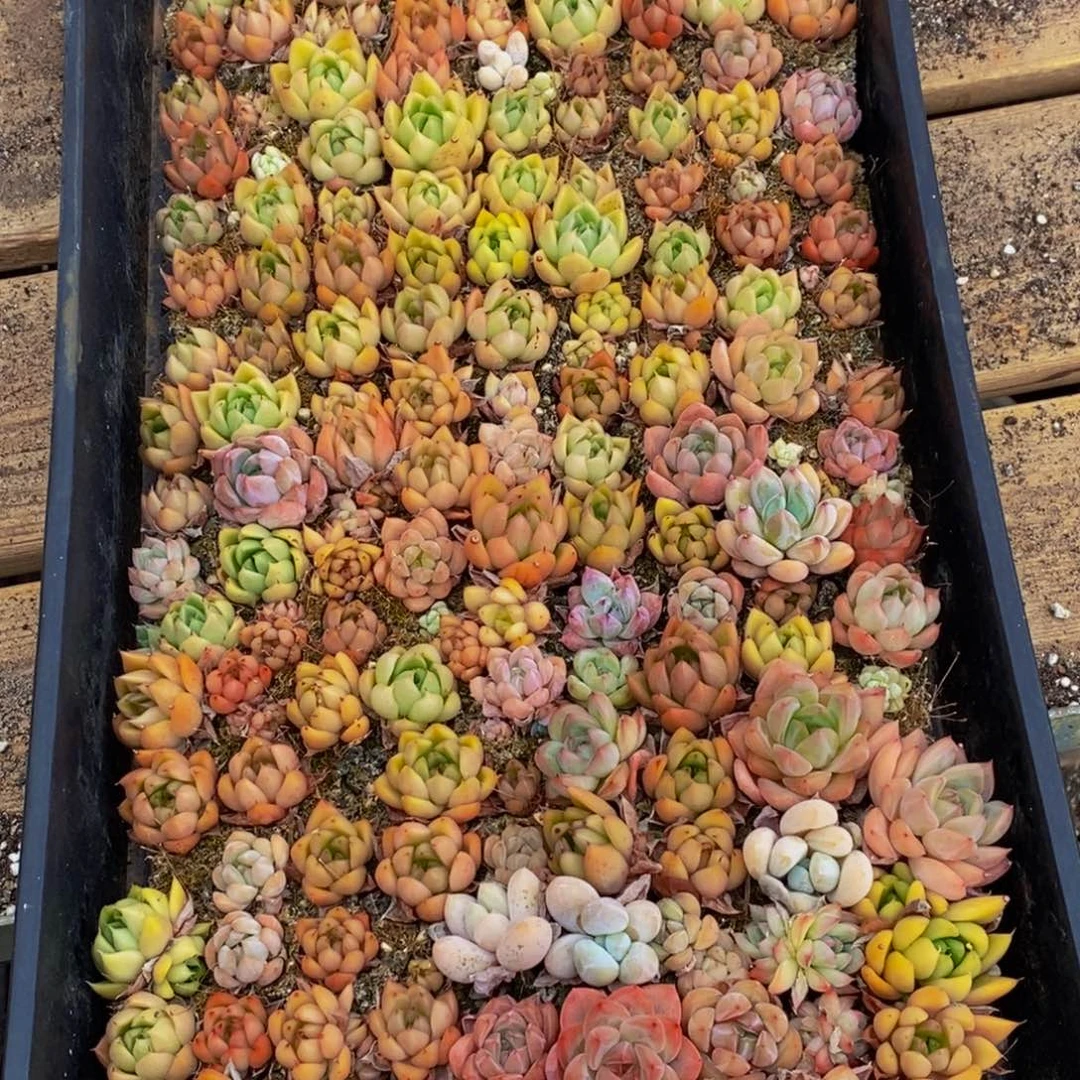 239多肉植物我都不