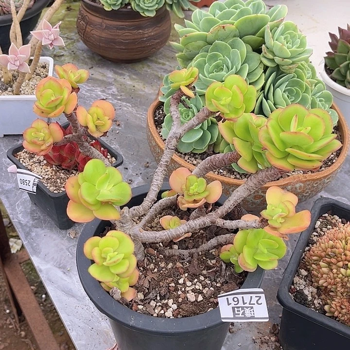 红梅27161多肉植物