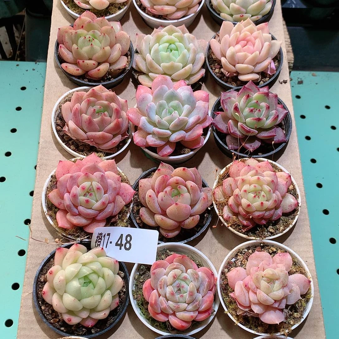 17-48一物一拍带盆18颗