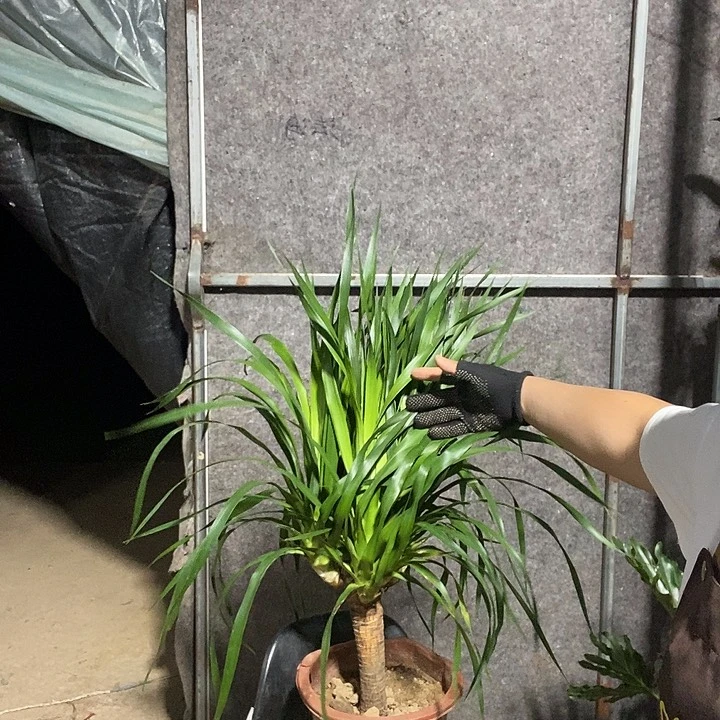 处理高杆多头龙须29的