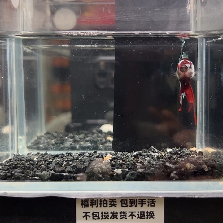 斗鱼竞拍跑单拉黑18日44