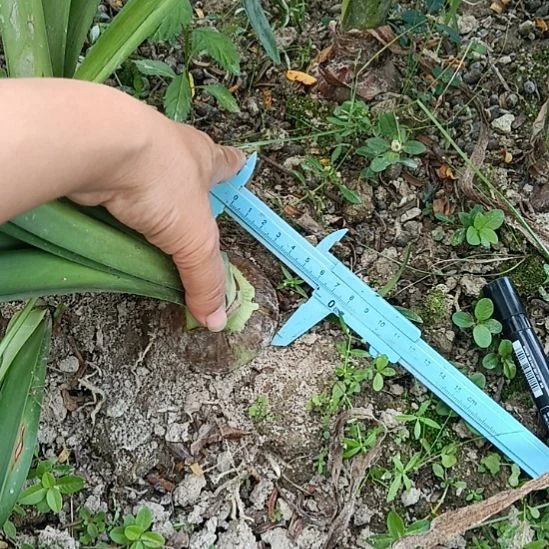 无花朵安吉拉6+裸球发货