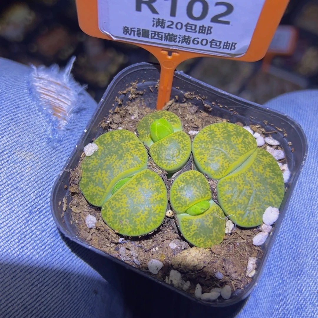 102 一物一拍，默认有伤，介意勿拍，不退不换