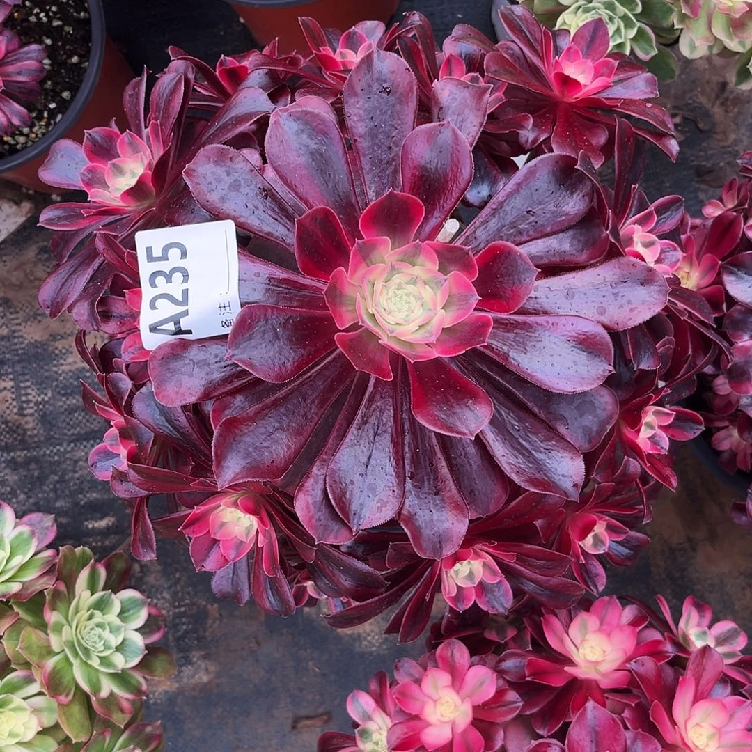 多肉植物美杜莎235多肉