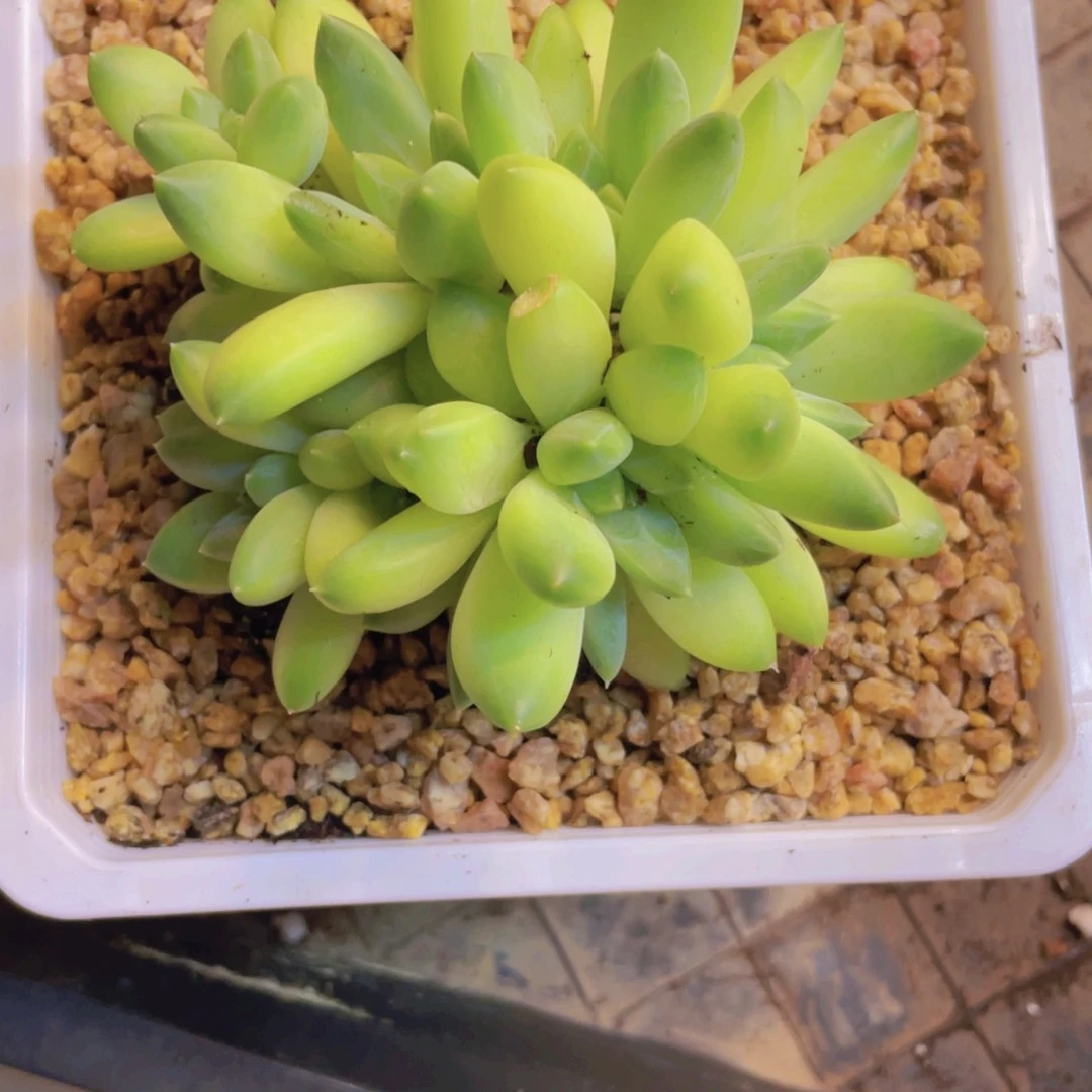 无***虫莲子莲子莲子莲子