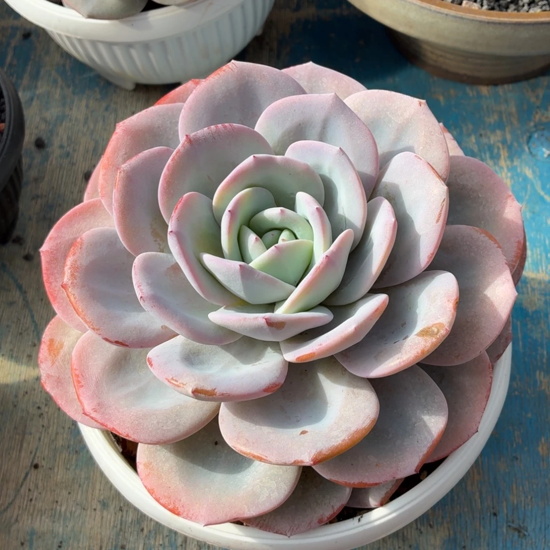 多肉植物 奶茶一物一拍-4