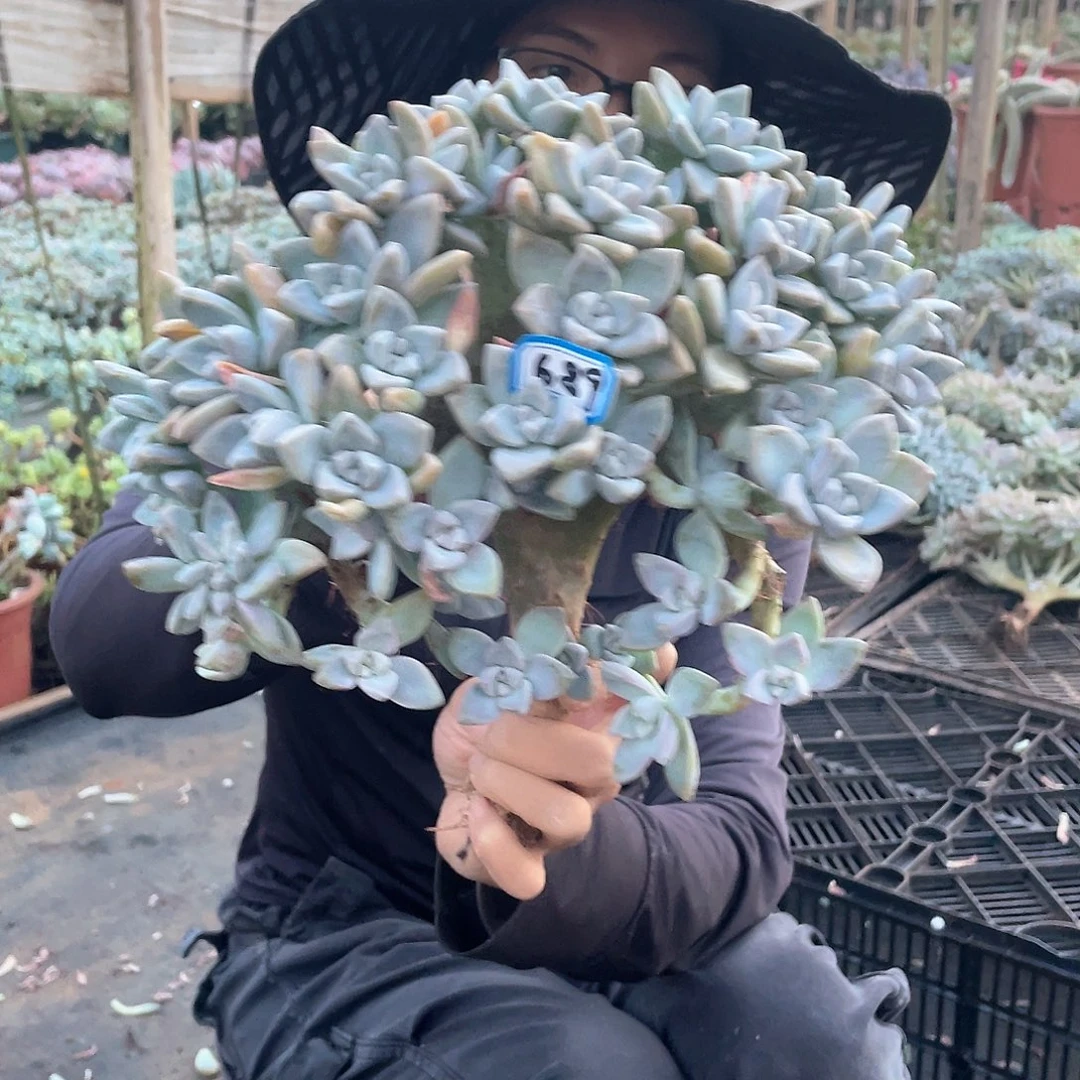 689 一物一拍淡雪缀