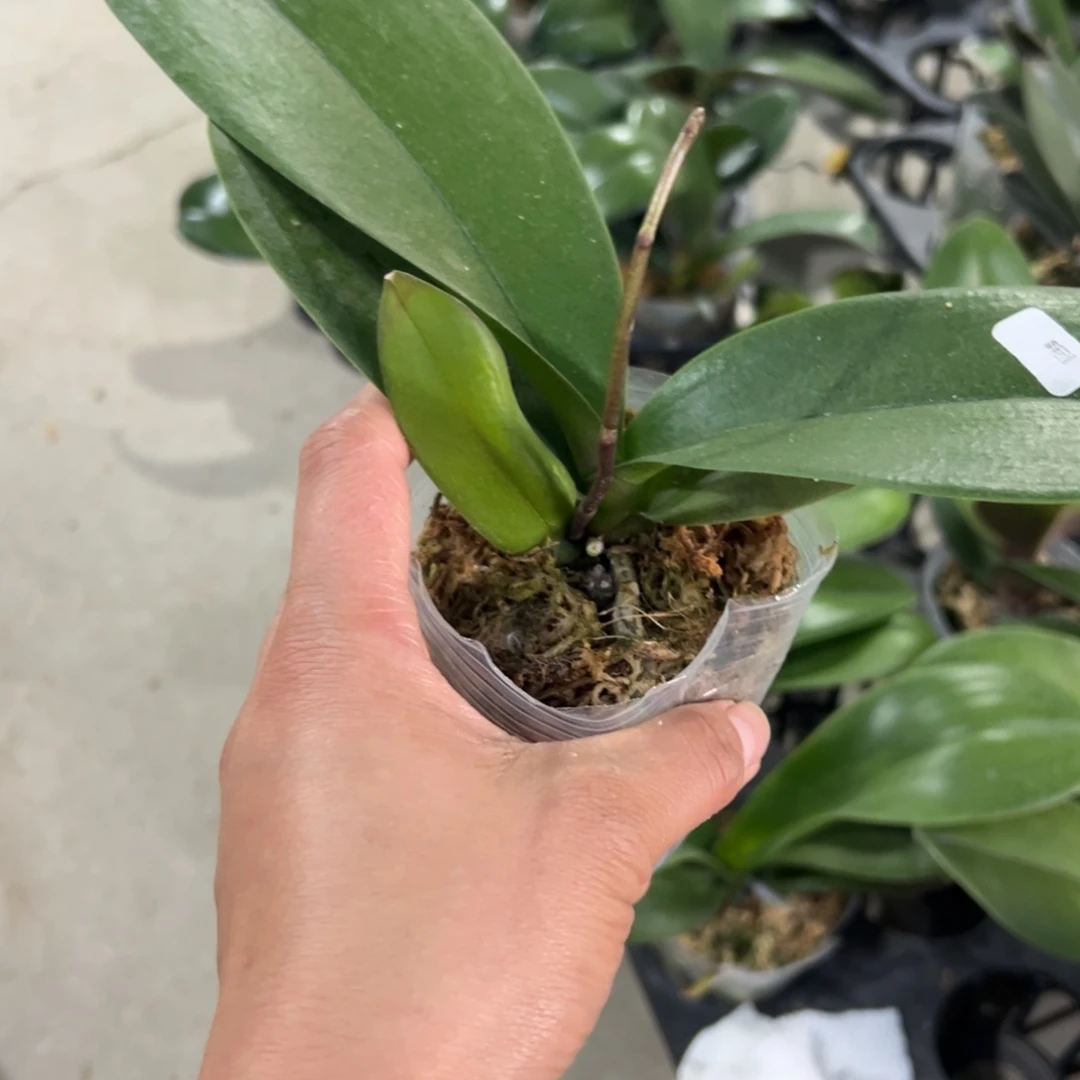当前无花栽培后可以开花冬***?貂蝉一颗