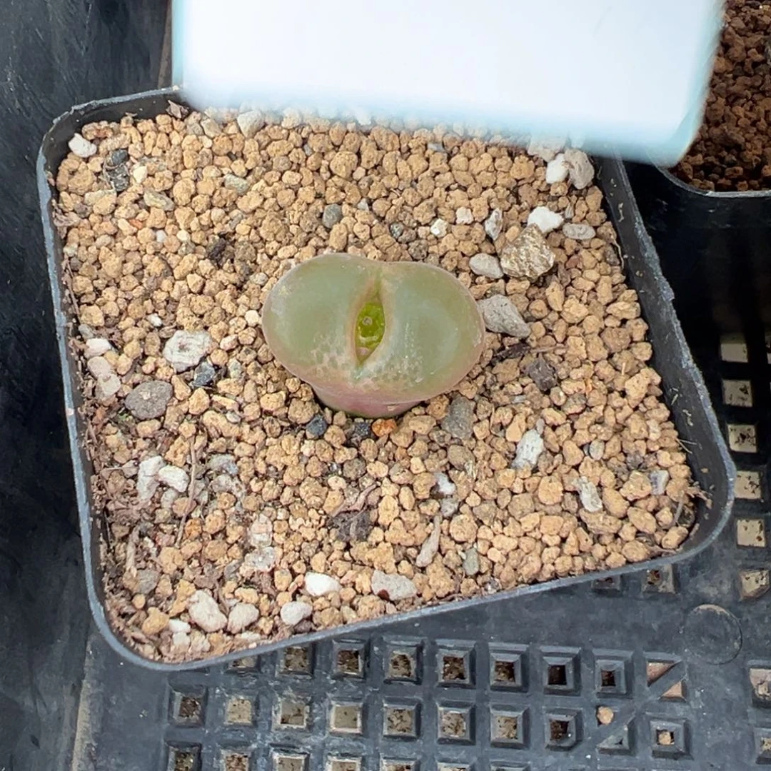 1-19肉锥多肉植物