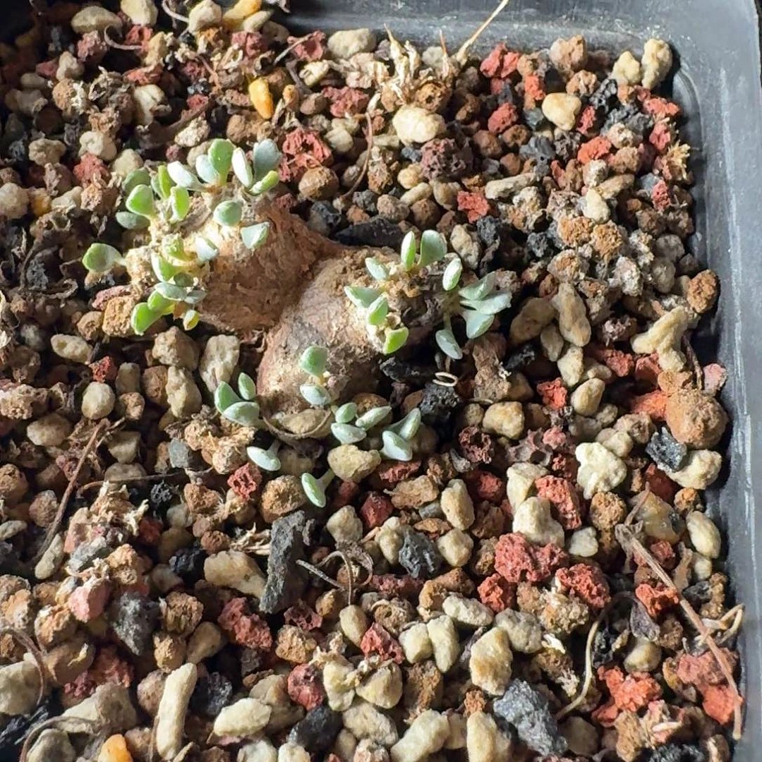 圆叶格加厚敦菊带盆