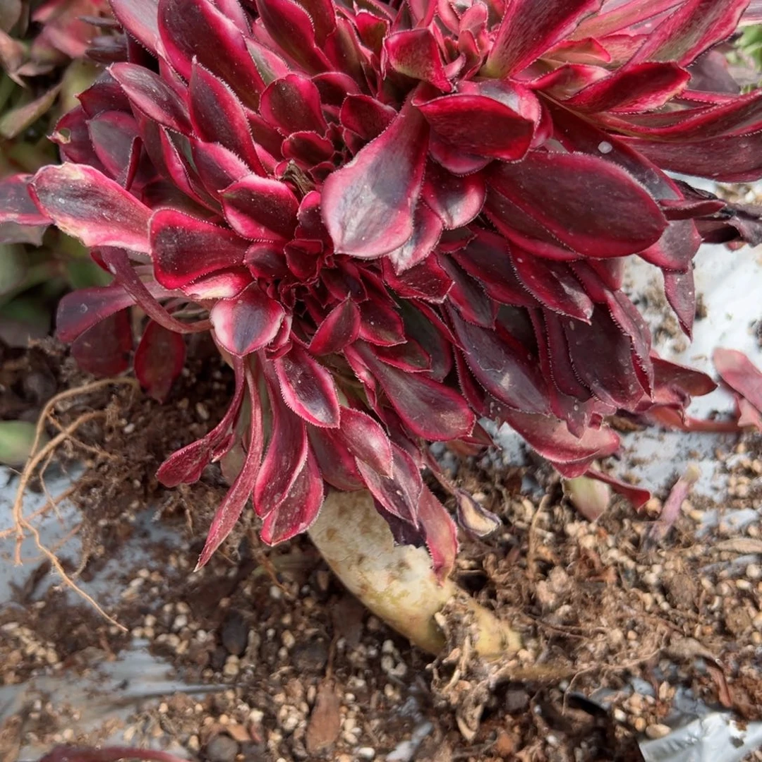 我7152 号多肉法师新年特价无毒