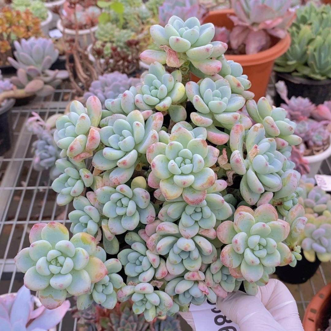 9386劳尔整桩一物一拍