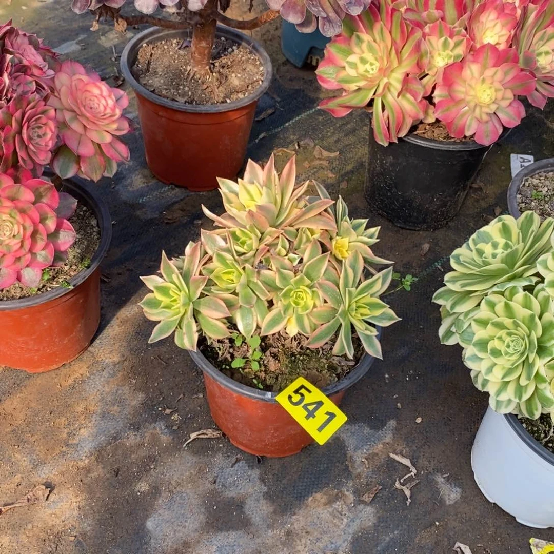 枫叶多肉法师541