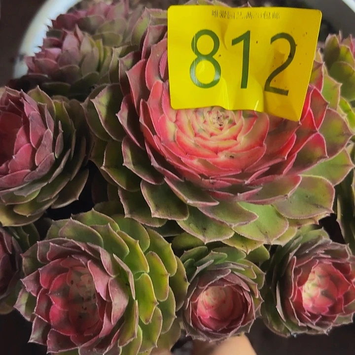 多肉植物福利来812个