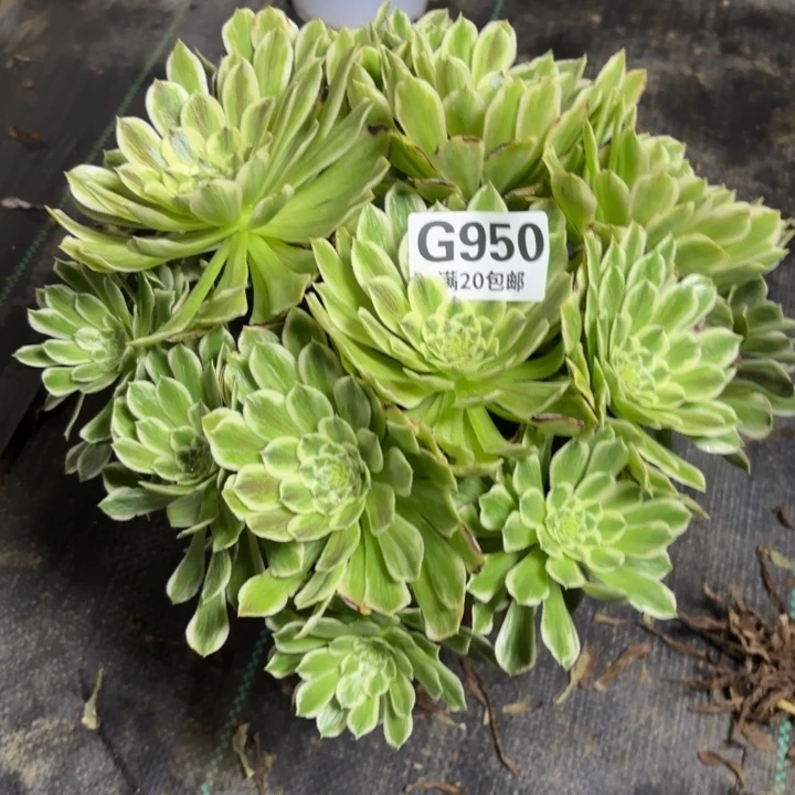 瑞妈一物一拍950