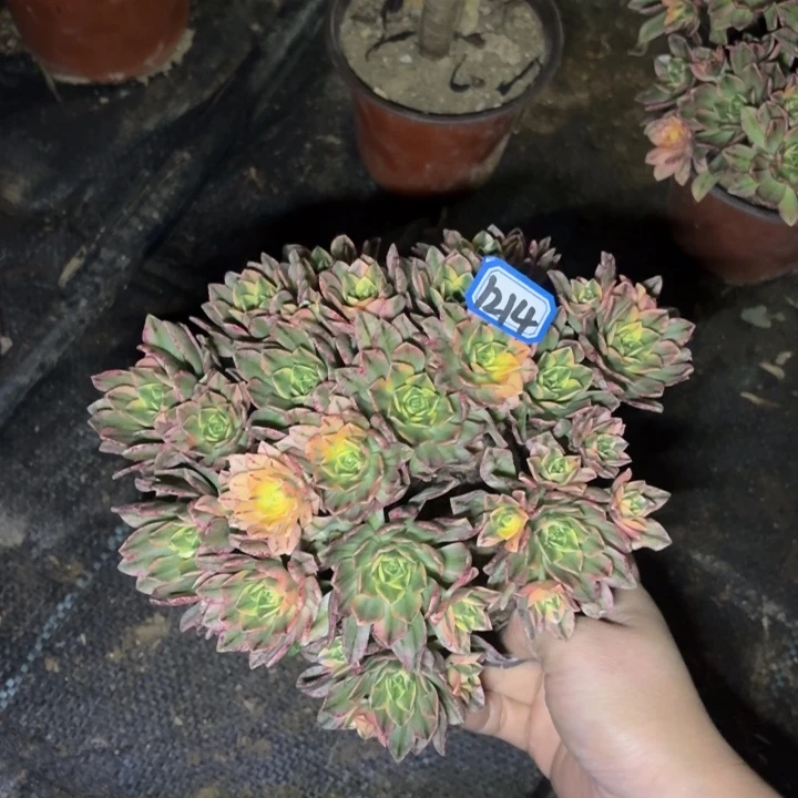 甜茶法师多肉1214