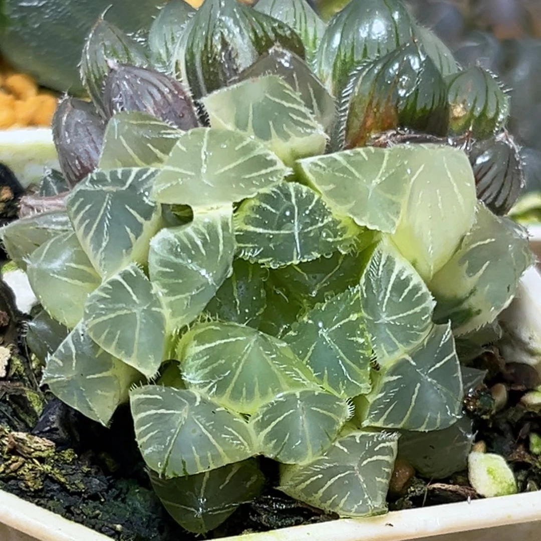 恭喜发财大吉大利995