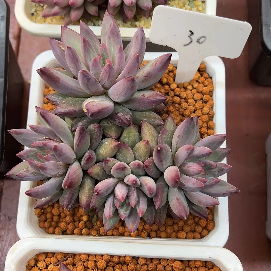 油*了30¥）g k j h v g h