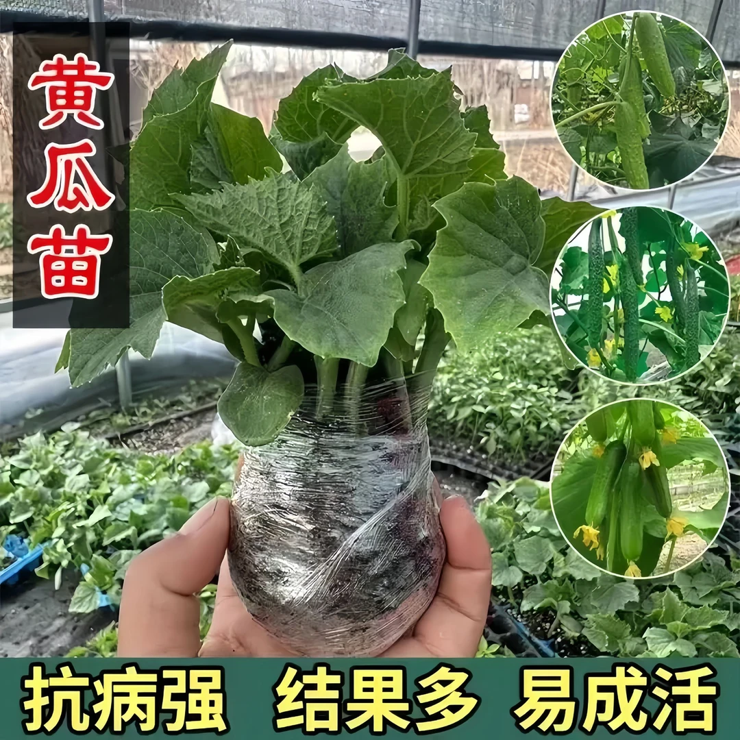 黄瓜秧苗水果黄瓜苗盆栽阳台地栽早熟易带土四季蔬菜苗旱地黄瓜苗