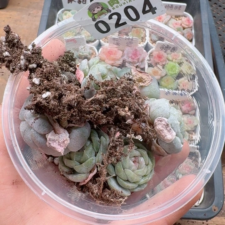 胖***贵多肉植物多肉植物