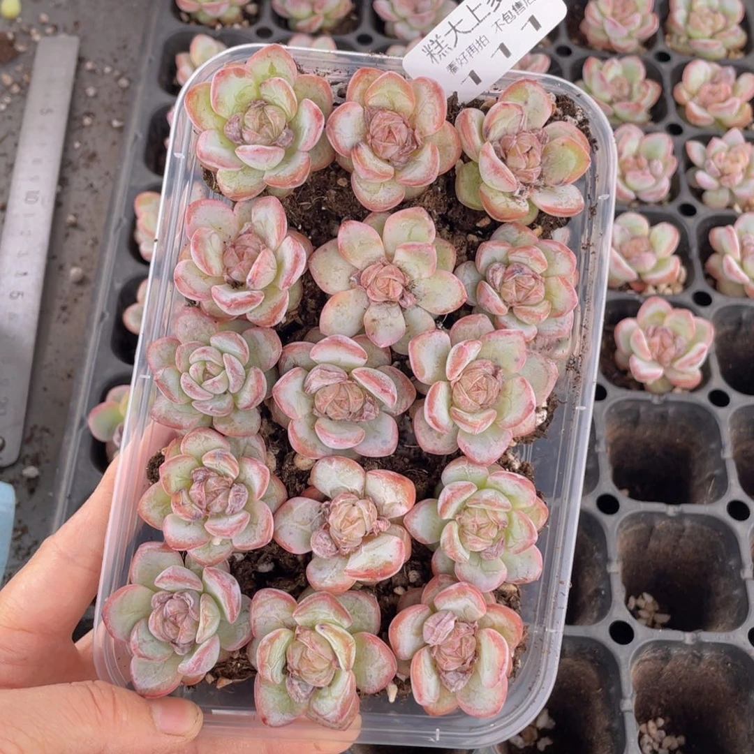 糕大上多肉植物111