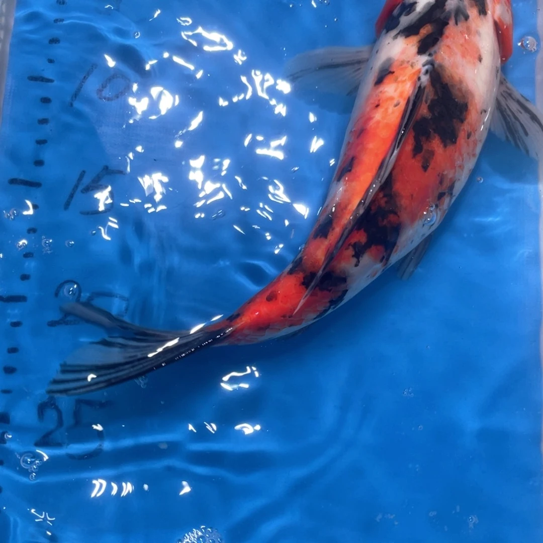 锦鲤锦鲤包邮包售后