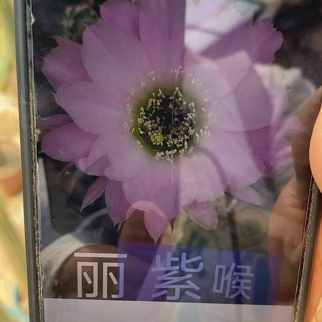 无花朵丽紫喉侧芽5公分左右