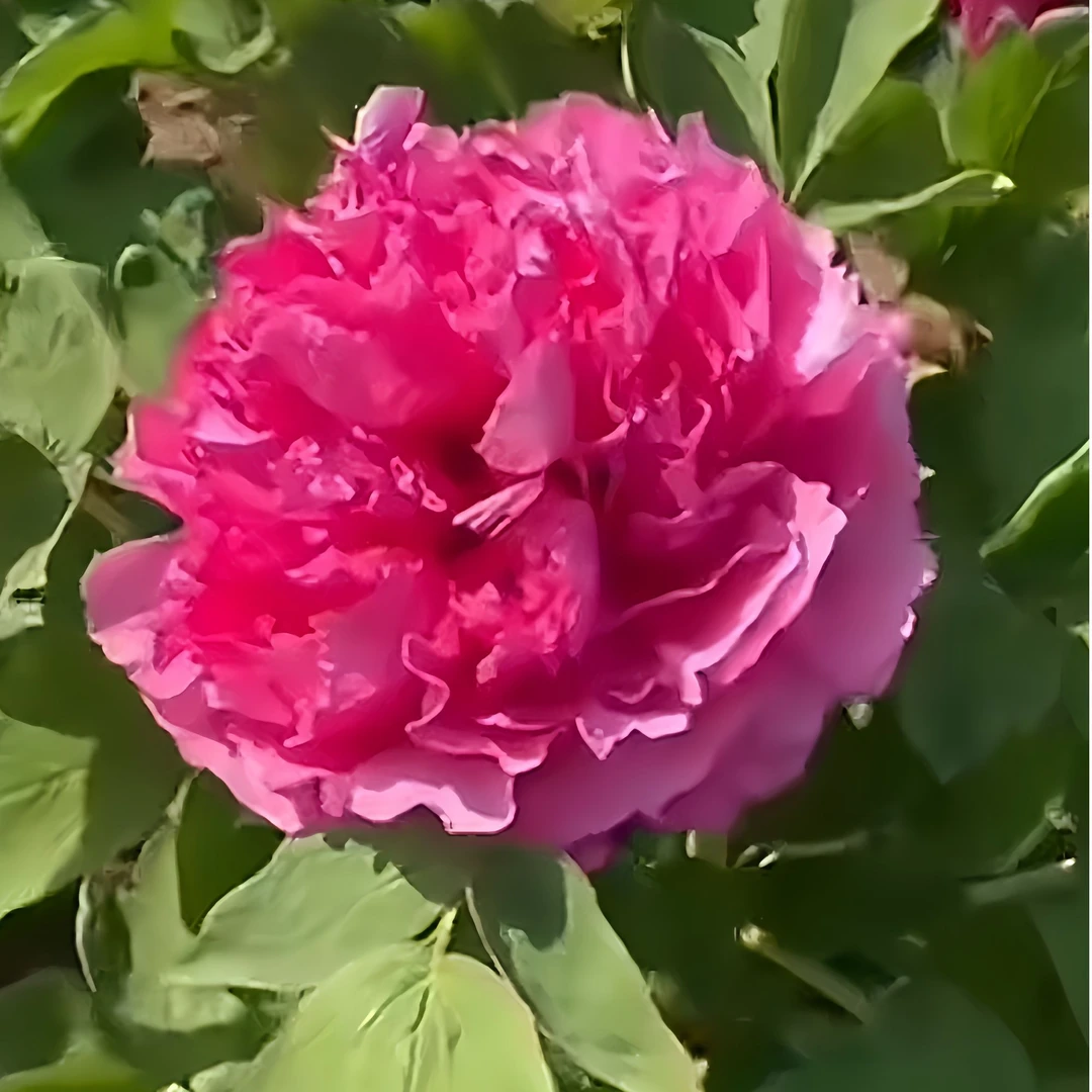 ｛十八号}先发肥料 秋天发苗