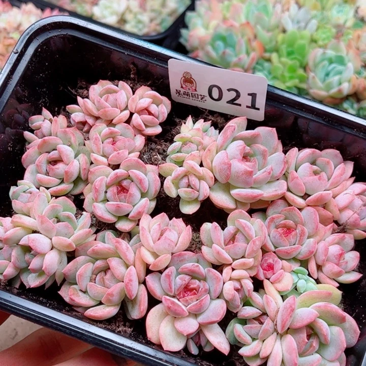 *****多肉植物多肉植物
