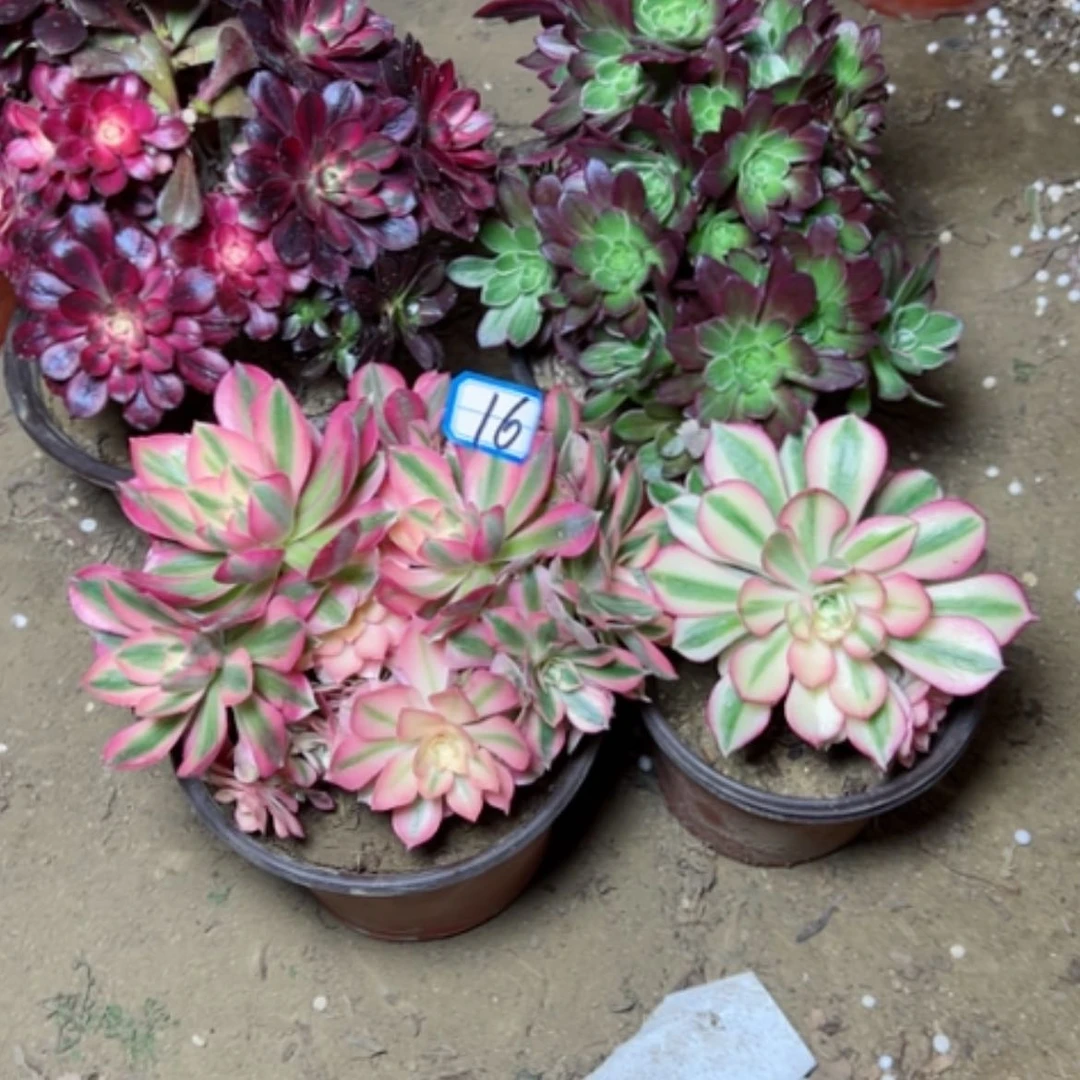 【闪购商品】多肉植物砍过不售后的16