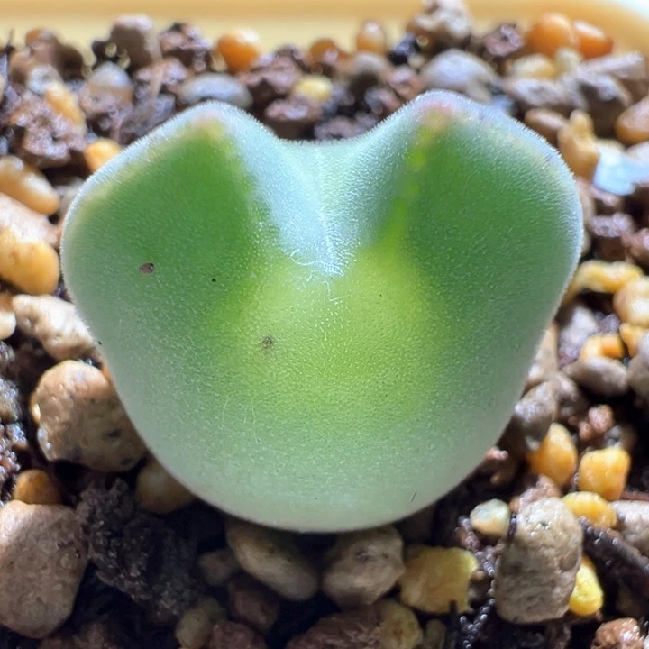 908。 青蛙种源优选三年大眼空蝉。 矮胖体。