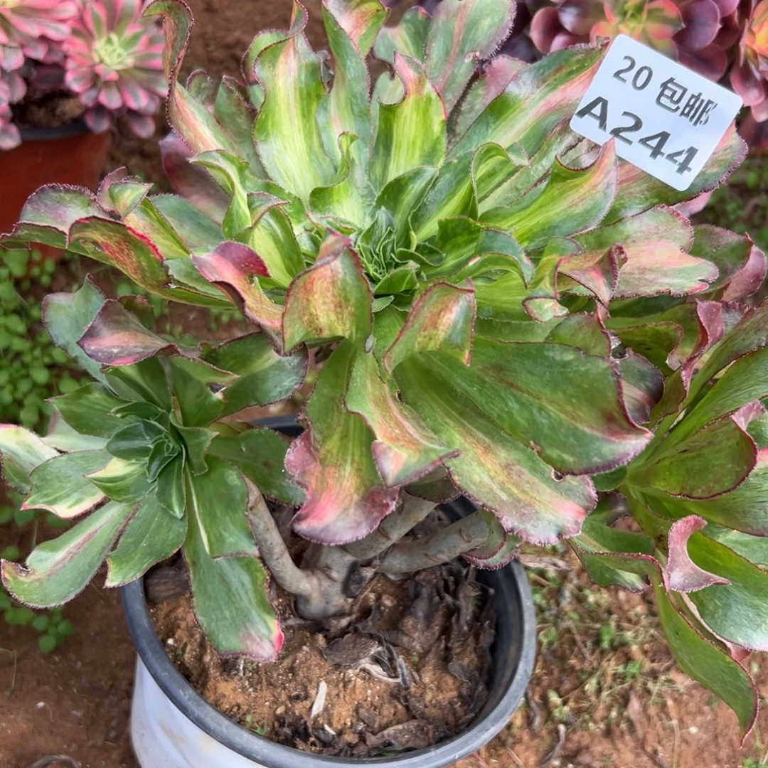 244魅影中斑，多肉法师