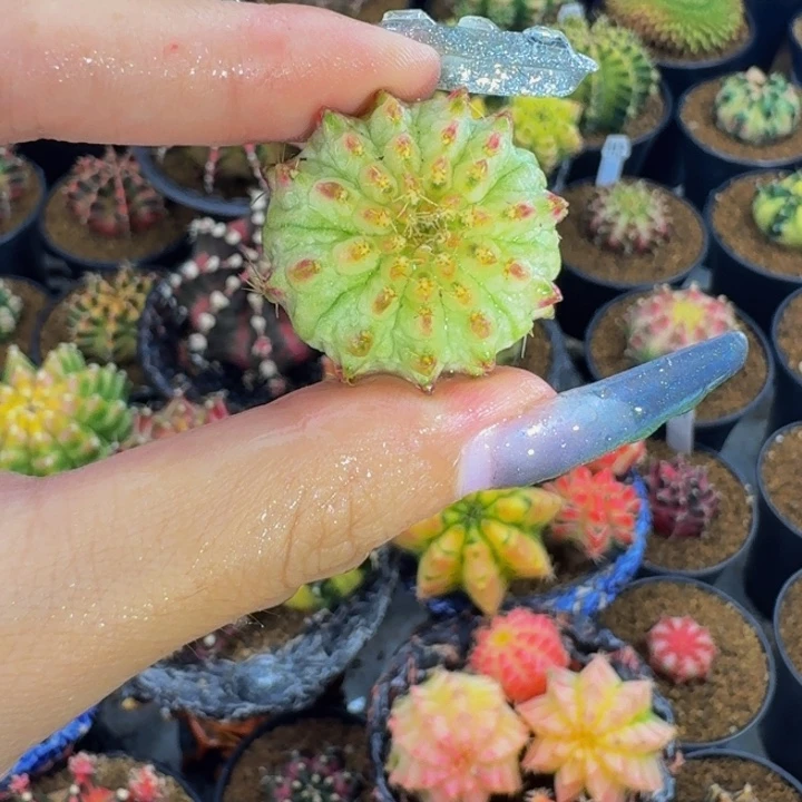 红背轮回000000000009