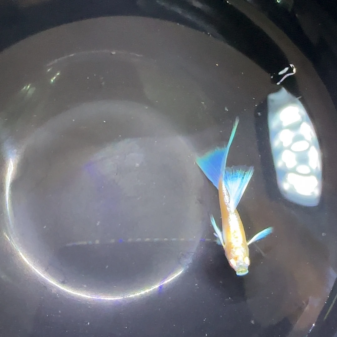 孔雀鱼蓝白飞船一对