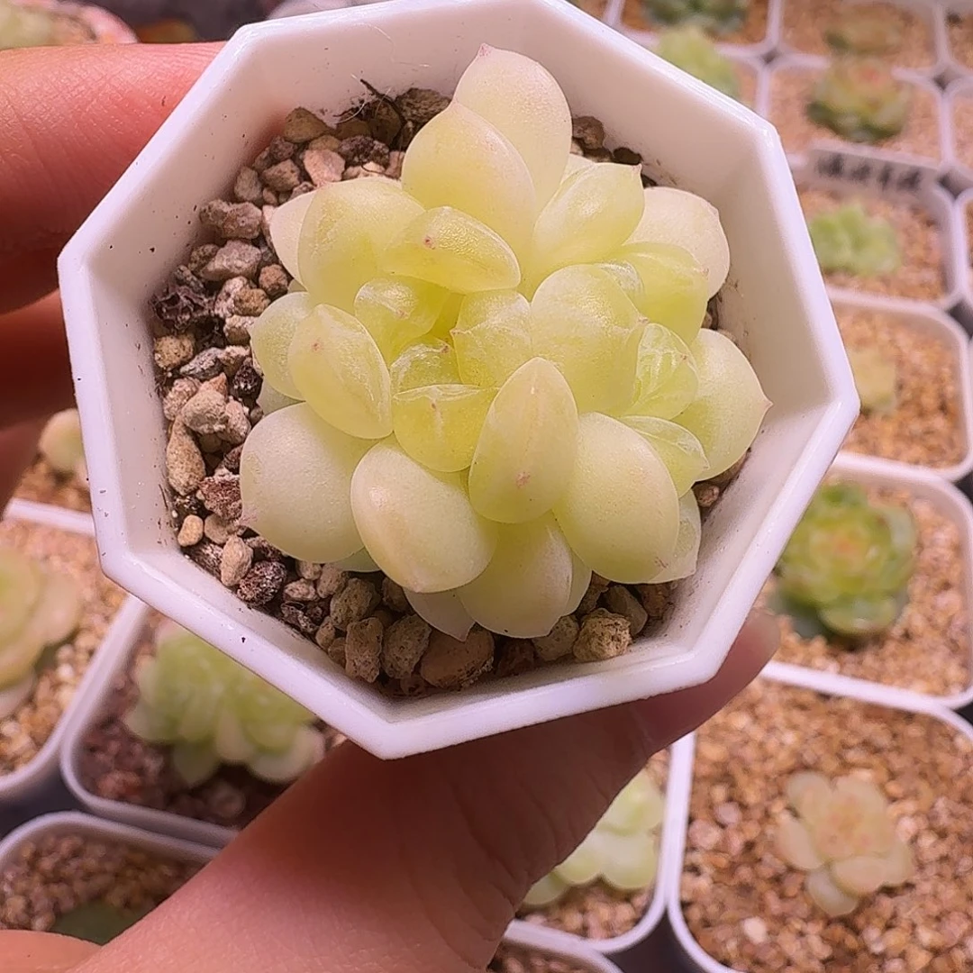 残***月财富暮秋一物一拍