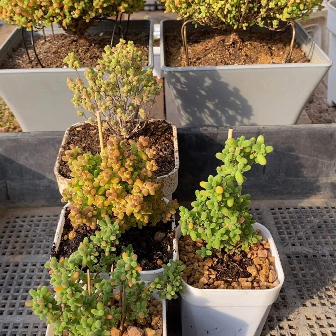 枝干番杏多肉植物134