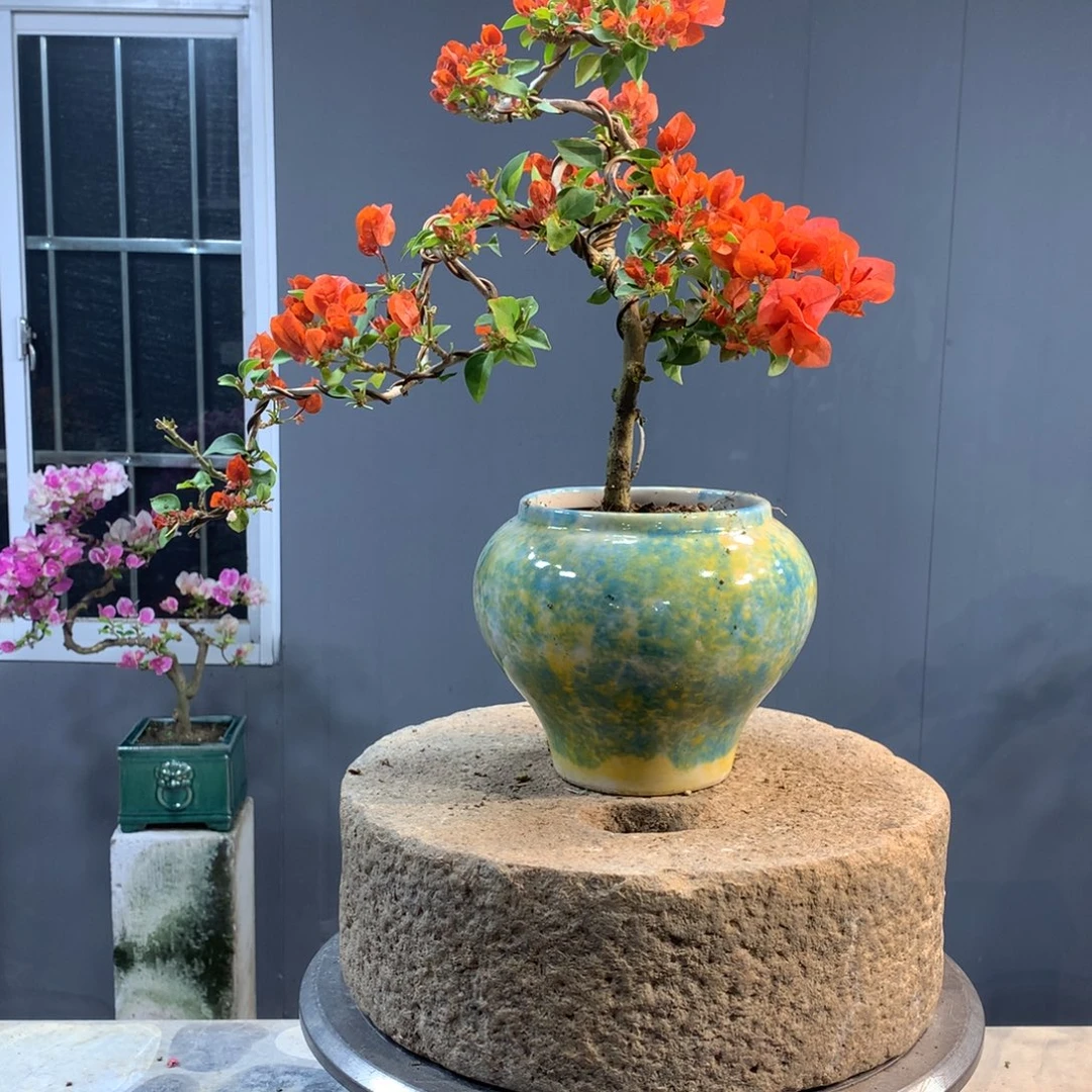 大量花朵（建议范围：8朵-15朵 或40%以上）