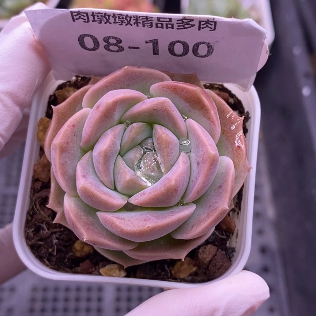 【闪购商品】08-100良辰