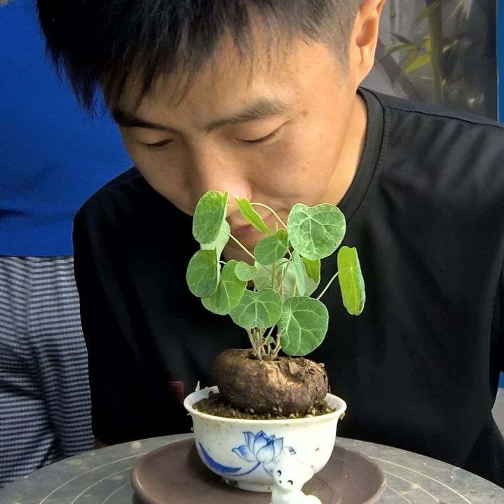 慢*?中青园艺一物一拍13