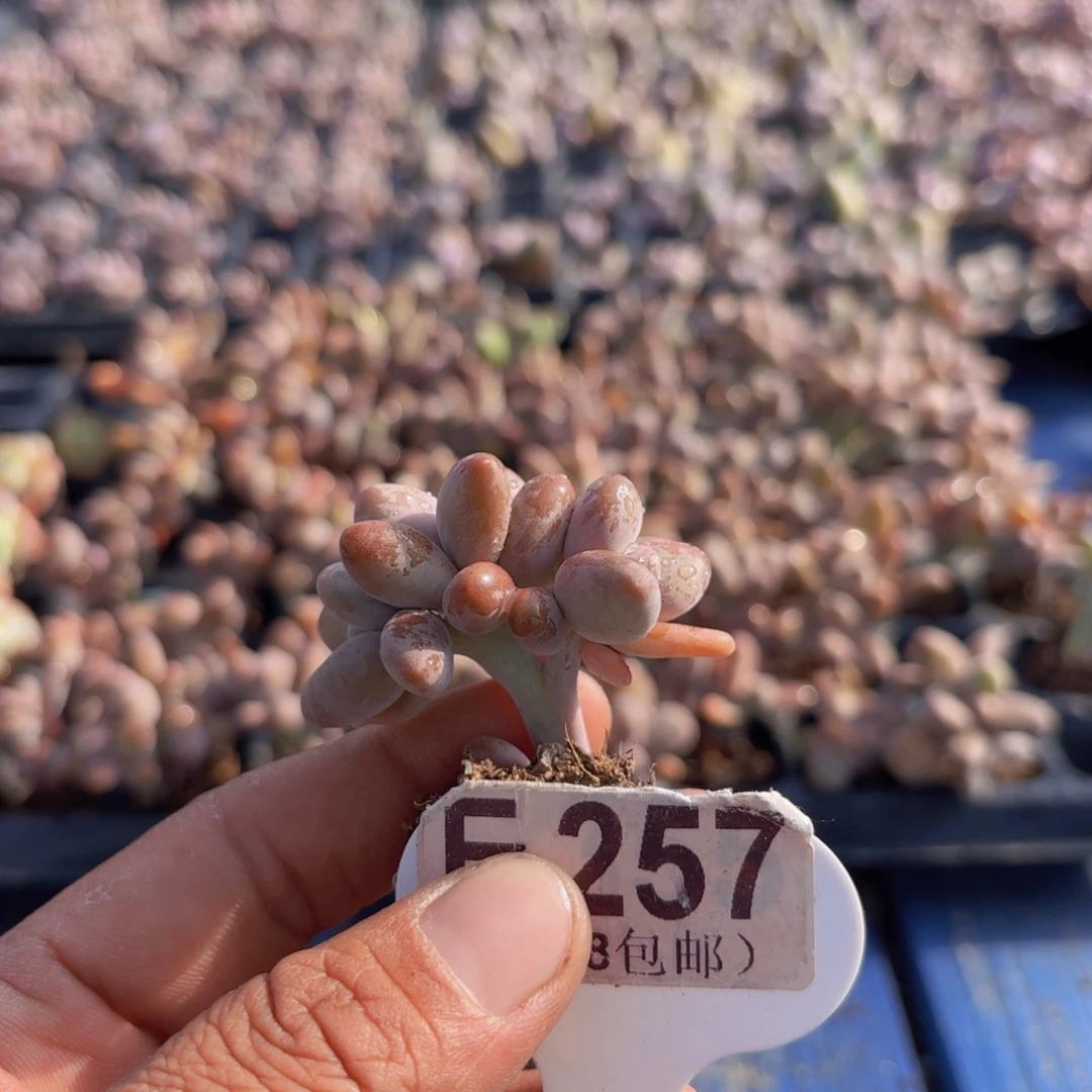 这***吃E257芒果奶朵朵一物一拍