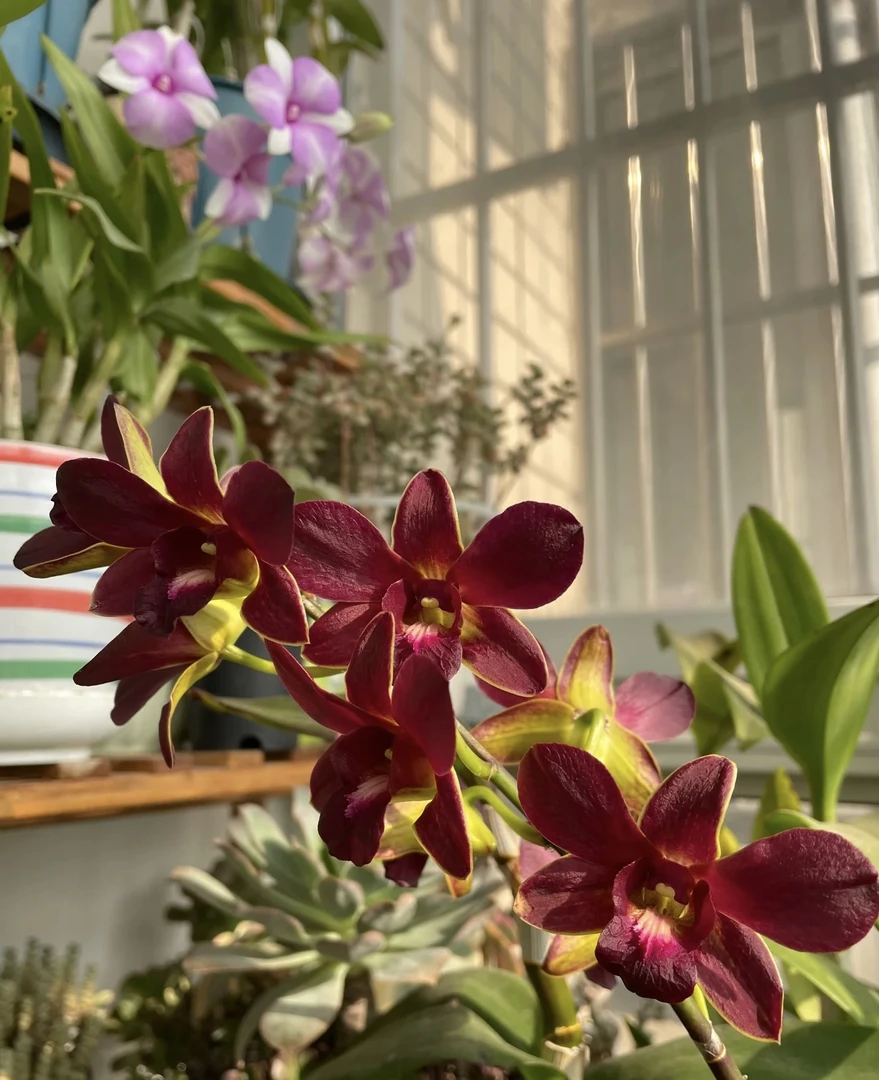 富贵熊猫【秋石斛】高级爆花室内阳台花期长 云南鲜花绿植